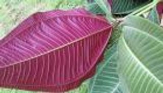 نبتة «ميكونيا» الغازية.. سرطان أخضر يهدد النظم البيئية لجزر الكاريبي