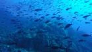 مؤتمر الأمم المتحدة للمحيطات.. 8 مخرجات مهمة تعيد الأمل للأمواج الزرقاء