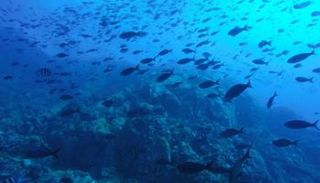 المحيطات - مصدر الصورة: كانفا