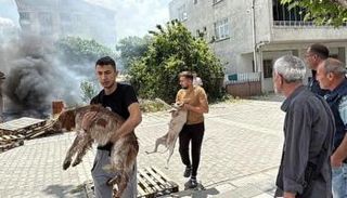 إنقاذ الكلبين في تركيا