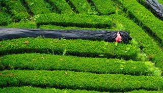 حقول الماتشا