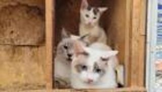 حملة فرنسية لحماية الكلاب والقطط من الضياع