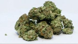 القنب أكثر ضررًا على القلب من الكوكايين 