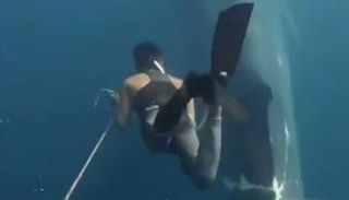 غواص صيني ينقذ حوتا أزرق