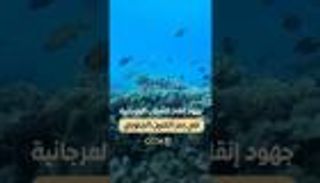 جهود لإنقاذ الشعاب المرجانية في بحر الصين الجنوبي