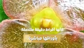 زهرة فريدة في الصين