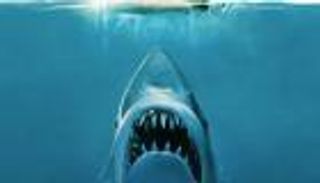 من وحش سينمائي إلى ضحية مهددة بالانقراض.. 50 عاما من تشويه سمعة أسماك القرش