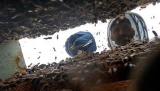 موجة الحر تثير أسرابا ضخمة من النحل