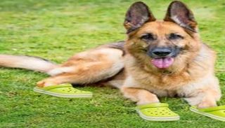 أحذية خاصة للكلاب البوليسية 