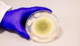 من لعنة الفراعنة إلى علاج واعد.. فطر سام يفتح آفاقا جديدة لعلاج سرطان الدم