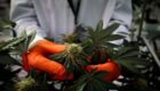 القنب قد يتسبب في اضطرابات قلبية ونفسية لكبار السن