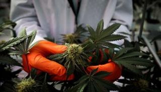 استخدام القنب في علاج الألم المزمن