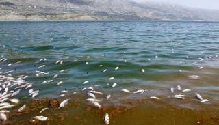 نفوق الأسماك على الشاطئ