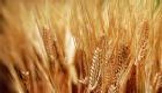 تراجع كبير.. واردات مصر من القمح تنخفض 30% لتسجل 4.9 مليون طن