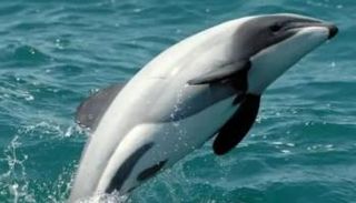 دلافين يانغتسي تواجه خطر الانقراض