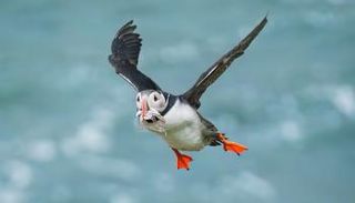 طائر البفن الأطلسي الشهير