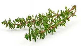 نبتة الزعتر