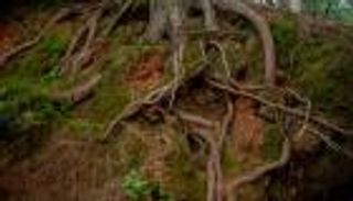 علماء يكتشفون «سرا من أسرار الحياة» في الجذور العميقة للنباتات