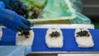 اليابان تفك شفرة «السلعة الحساسة».. الأرز يعود للمتاجر بأسعار معقولة