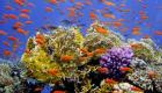 الحاجز المرجاني العظيم يفاجئ العلماء.. صمود ومرونة تفوق التوقعات 