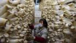 فطر ذكي يغيّر مستقبل الزراعة الصينية