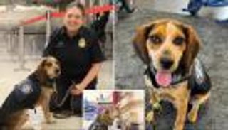 اعتدى على «كلب المطار».. ترحيل مصري من أمريكا