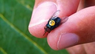 ذباب اللولب الجديد يزحف نحو أمريكا