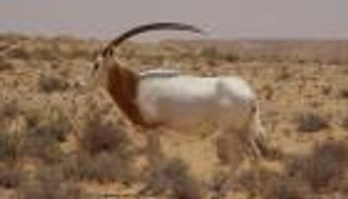 بوهدمة... آخر أنفاس السافانا في شمال أفريقيا تقاوم الزمن من قلب تونس