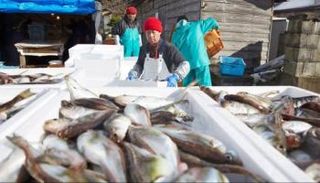 مأكولات بحرية