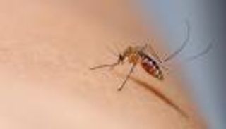 باكستان: أول وفاة بحمى الضنك في السند خلال 2025