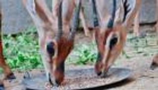 تربية الغزلان.. مبادرة لافتة من يمني لحماية «الريم» من الانقراض