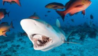 القروش تتبع أسراب الأسماك التي تنجذب بدورها للمياه الدافئة