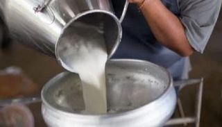 تغير المناخ يخفض إنتاج الحليب حتى في المزارع المبردة