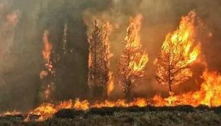 حرائق الغابات- أرشيفية