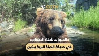 «الدببة عاشقة الطعام» في حديقة الحياة البرية ببكين