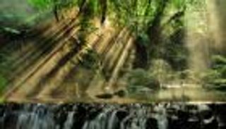 «رئة العالم» تتحدث من البرازيل... غابات الأمازون في قلب COP30