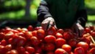 الطماطم المكسيكية أحدث ضحايا تعريفات ترامب.. 17% رسوماً جديدة