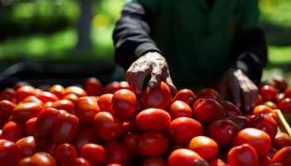 الطماطم المكسيكية