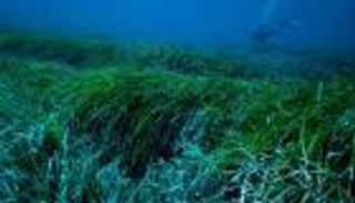 فلاتر مياه من أعشاب البحر .. عالم عربي يكشف لـ«العين الإخبارية» أسرار ابتكاره