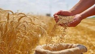 محصول القمح - أرشيفية