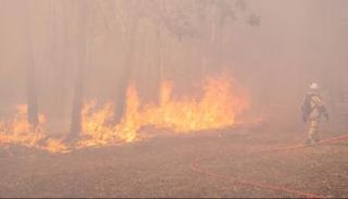 حرائق الغابات