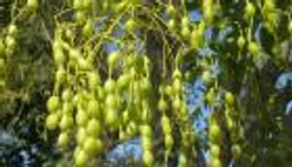 من قلب حديقة مصرية.. علاج واعد للسرطان بأوراق شجرة يابانية (خاص)