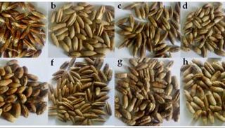 اكتشاف 160 مركبا غذائيا ودوائيا في نواة التمر