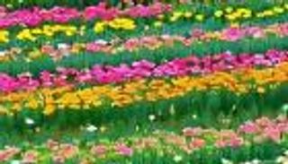 حقول الزنبق في جيانغشي.. لوحة ملونة جاذبة للسياحة