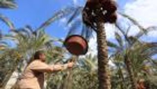 دير البلح.. قصة مدينة تحرسها «التوابيت» في غزة