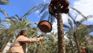 تشتهر مدينة دير البلح ببساتين النخيل الوفيرة