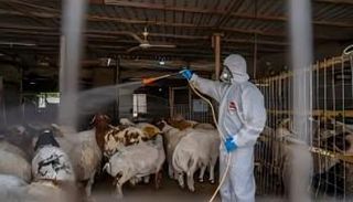 الحمى النزفية في العراق