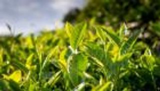 ابتكار علمي مذهل.. تقنية لاحتجاز الكربون مستوحاة من النباتات