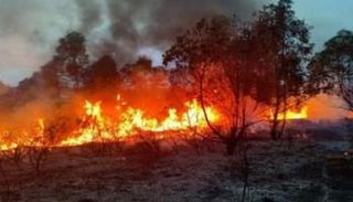 حرائق الغابات في تركيا