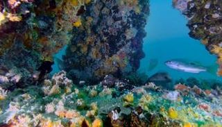 مبادرة مشدّ دبي لتطوير الشعاب البحرية